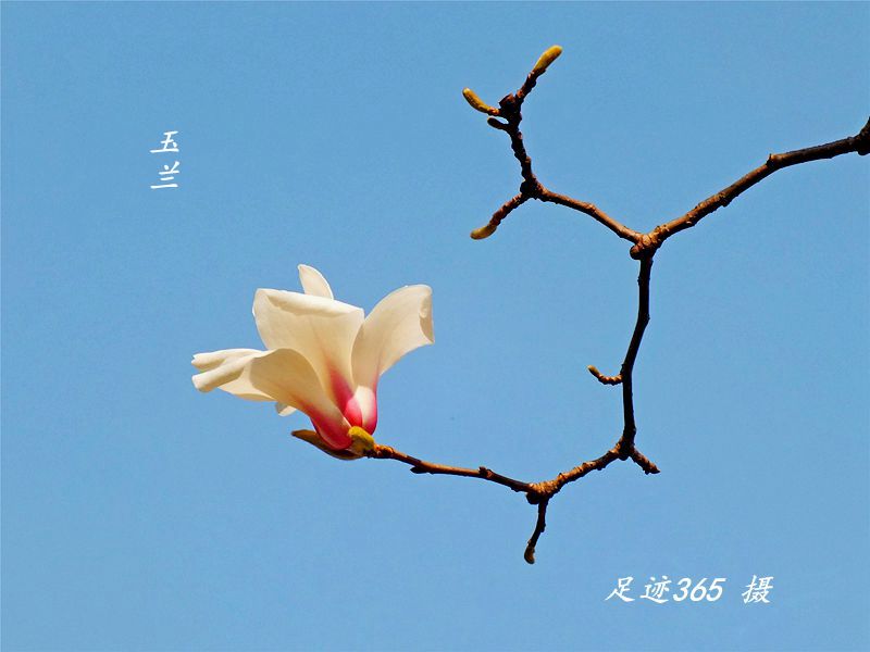 又见玉兰、杏花不一样的拍法