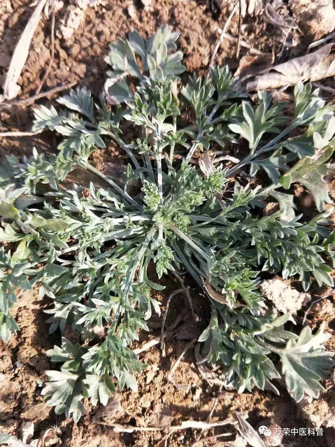 植物幼苗的发展过程详细,植物的幼苗在生长过程中