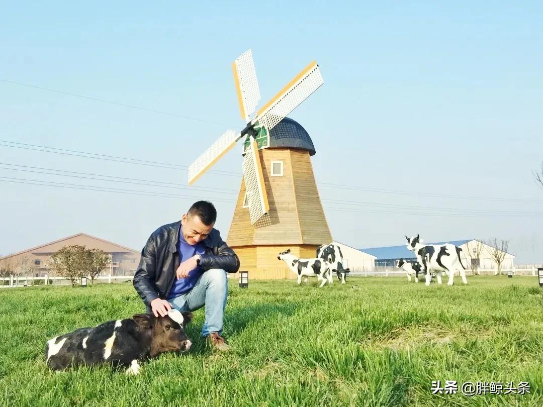 认养一头牛如何干翻蒙牛伊利,认养一头牛试喝奶粉