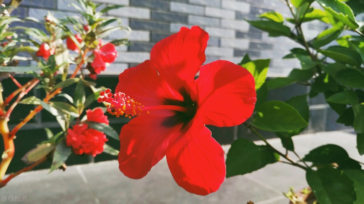 家里有什么花不能扔,家里最忌讳哪些花