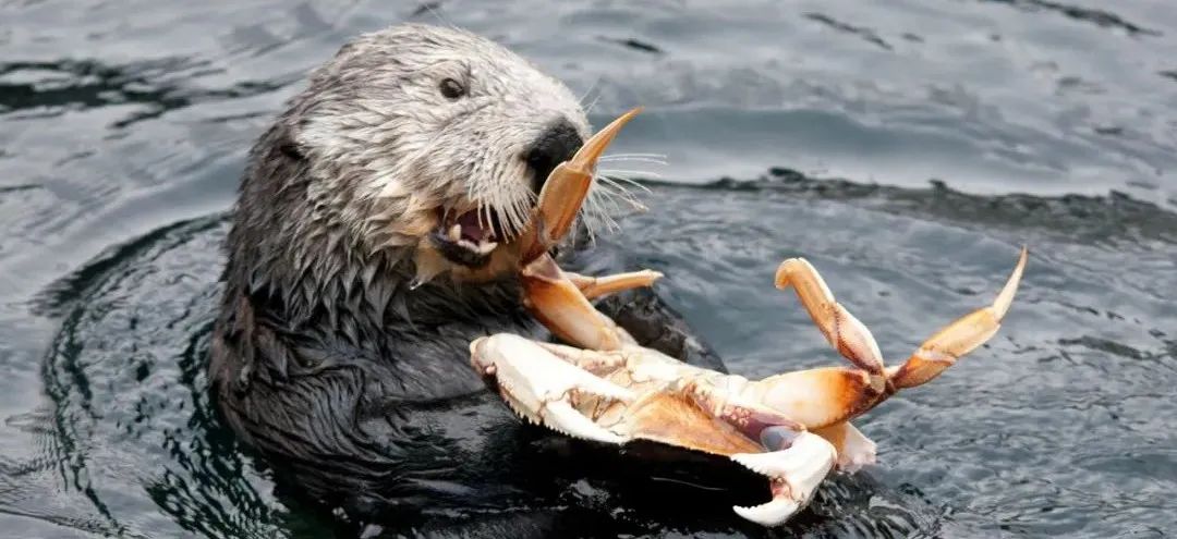 韭菜皮皮虾,皮皮虾及梭子蟹骗局