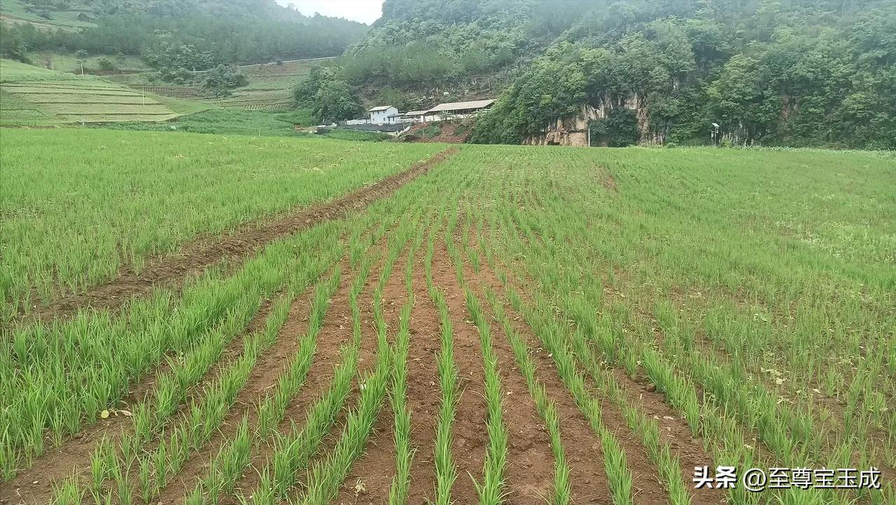 专家回应水稻上山的问题,水稻上山为什么引起这么大争议呢