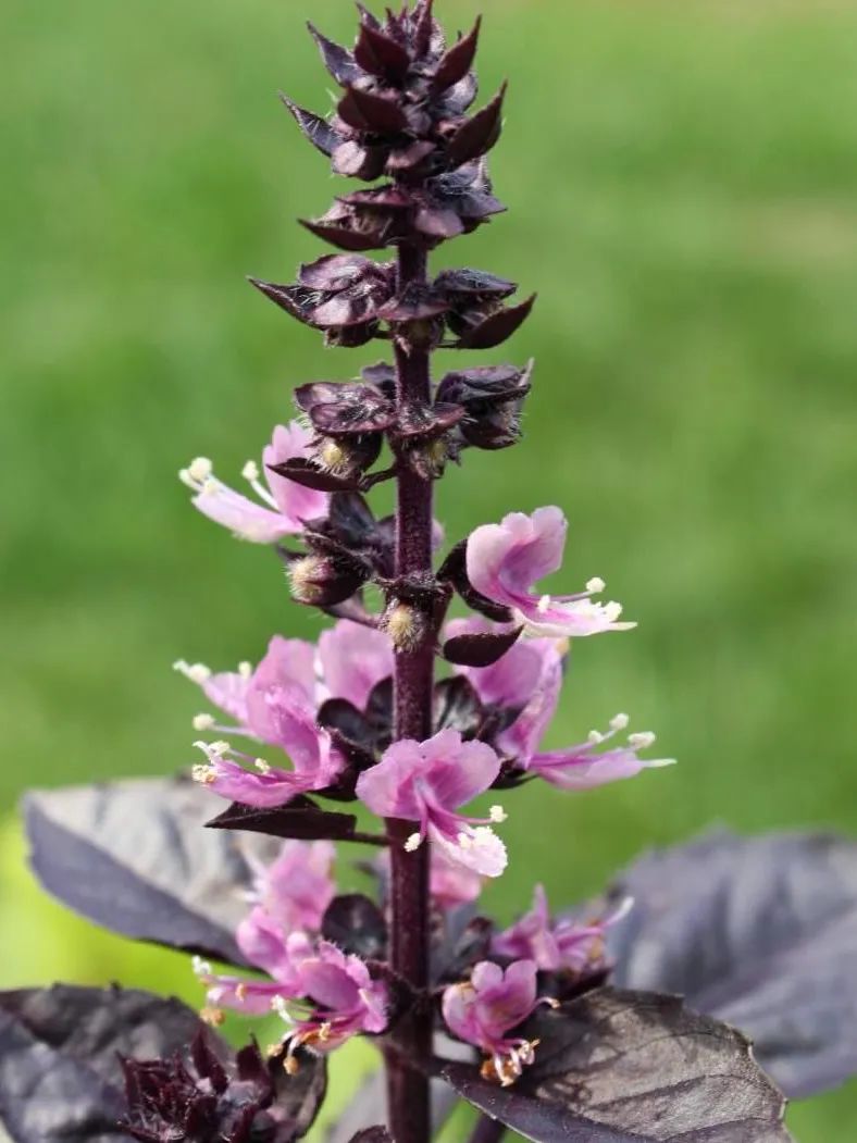 甜罗勒和荆芥 (甜罗勒与九层塔荆芥)