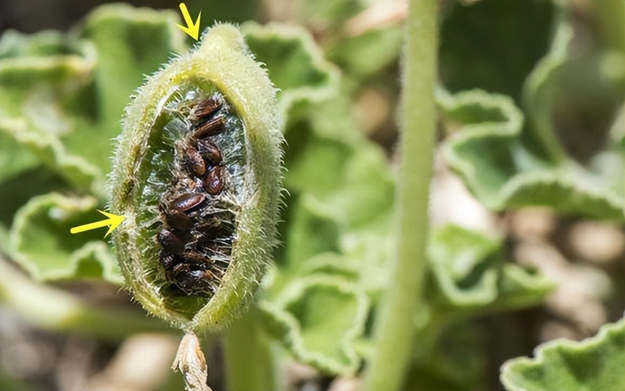 依靠反射来传播种子的植物有哪些,植物妈妈传播种子的方法还有哪些