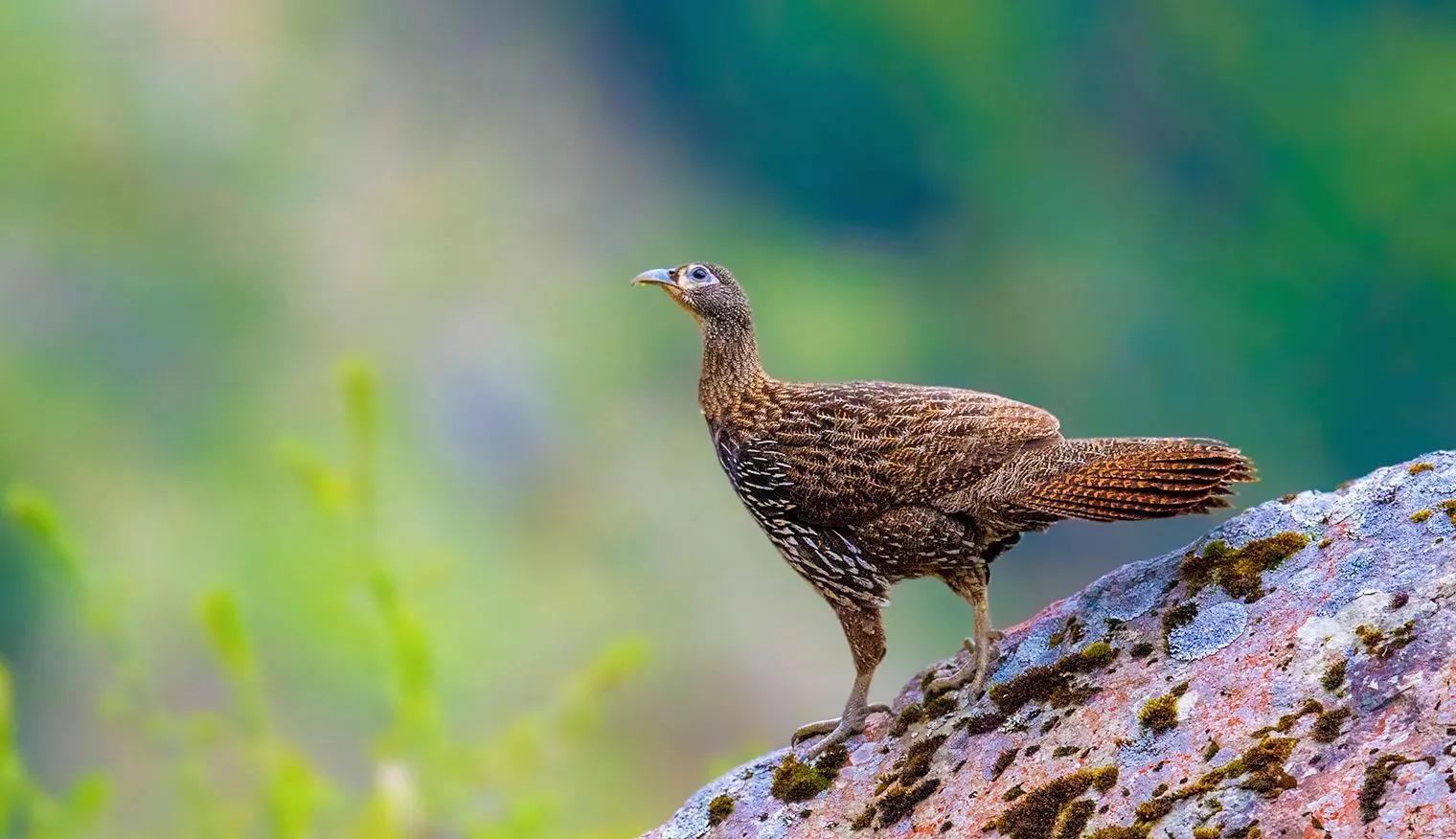 绿尾虹雉摄影,绿尾虹雉鹰鸡