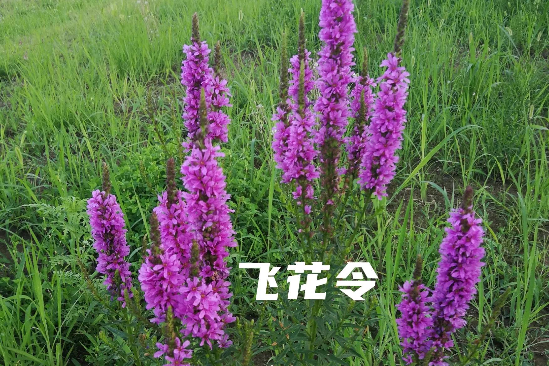 江城子古诗怎么背,初中必背61首古诗中的江城子