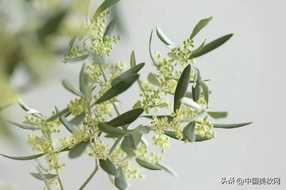 千亿“战痘”市场的八种热门成分是什么?