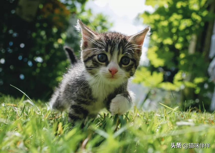 怎么样注意小猫的安全,小猫日常生活和可以保护家的技巧