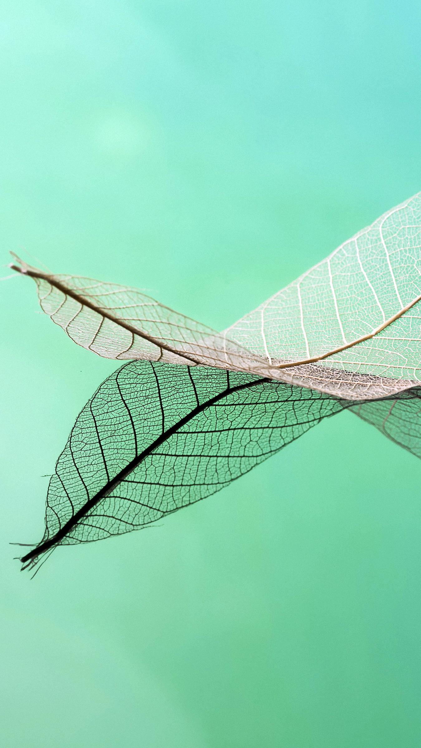 蝴蝶结亮晶晶壁纸,亮晶晶的壁纸