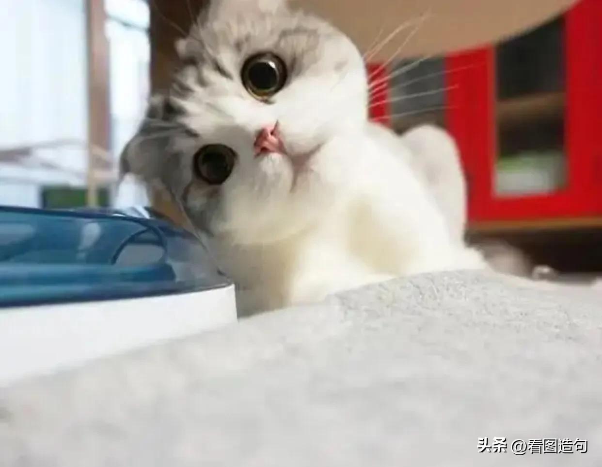 公泰迪绝育后性格会变好吗,当猫咪发现自己被绝育后的表现