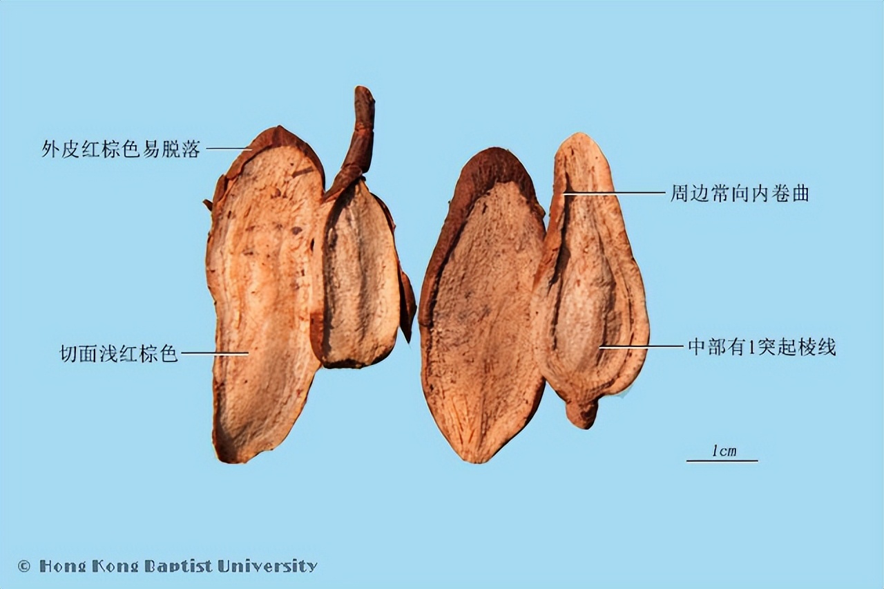 神农本草经白蔹,神农本草白蔹