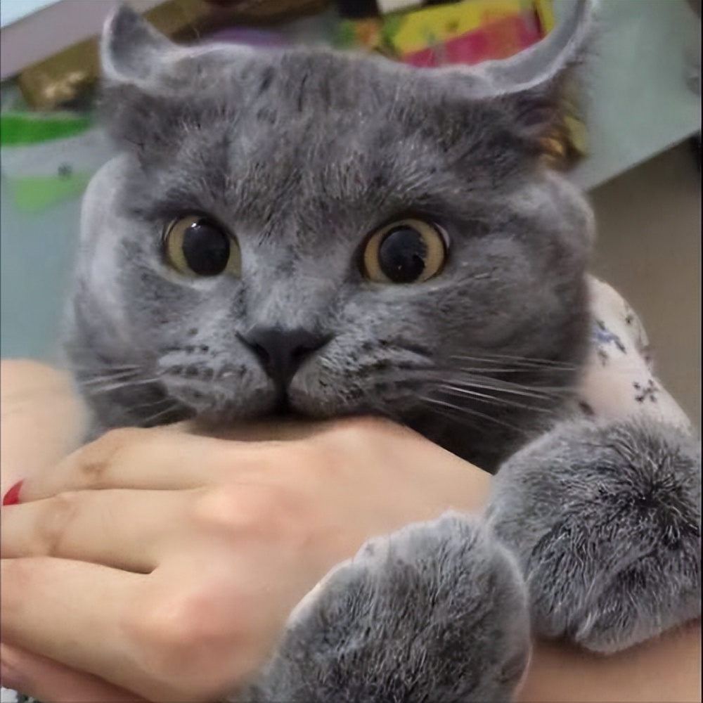 为什么不建议养蓝猫,为什么很多人养蓝猫不养布偶