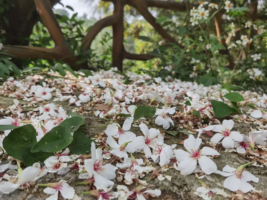 五一适合去哪旅游东山岛,东山岛旅游攻略一天游玩