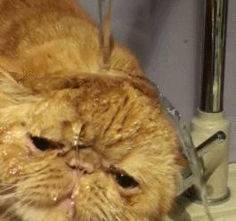 加菲猫屁屁总是带便便,加菲猫的便便什么样