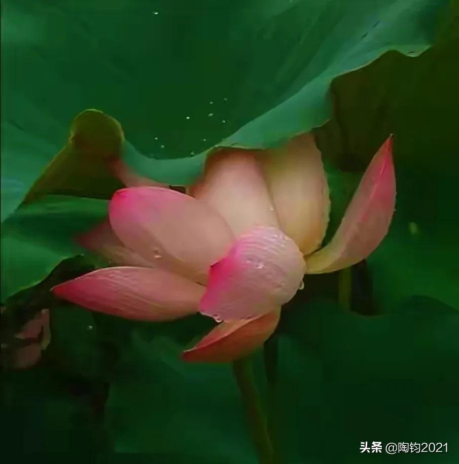 王维诗里惬意的生活,王维五律写景诗