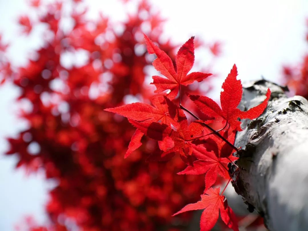 过年简短走心的古诗词,欣赏过年最经典的古诗词