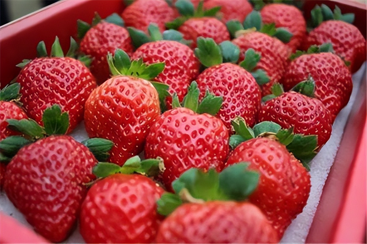 转氨酶高可以吃脐橙吗,肝不好可以吃橙子吗