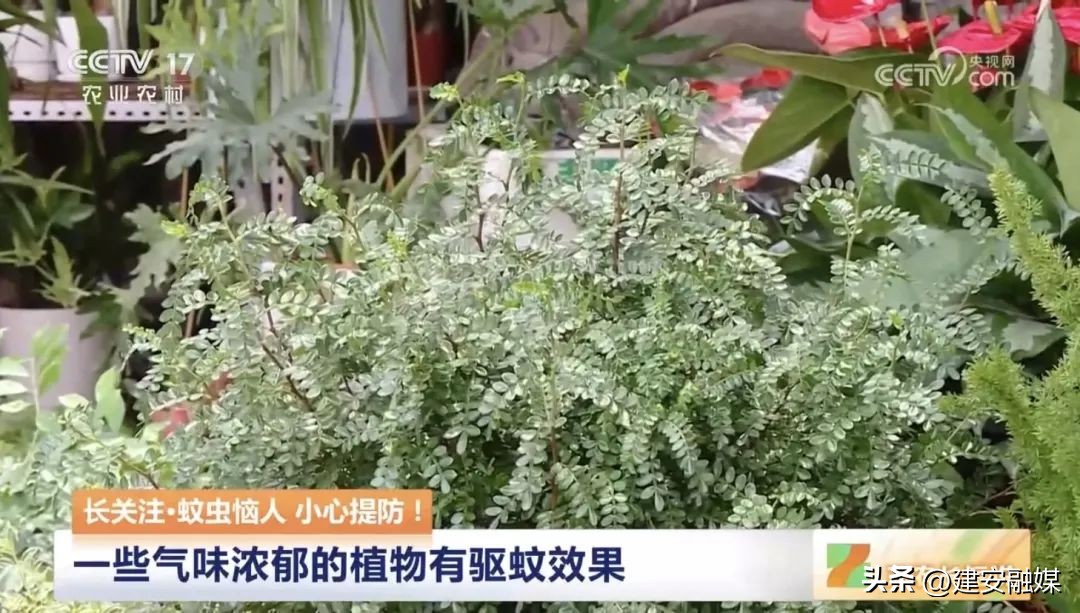 比其他人更容易被蚊子咬,容易被蚊子咬的原因是什么