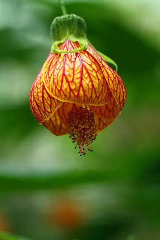 花朵壁纸横版,花朵招财壁纸