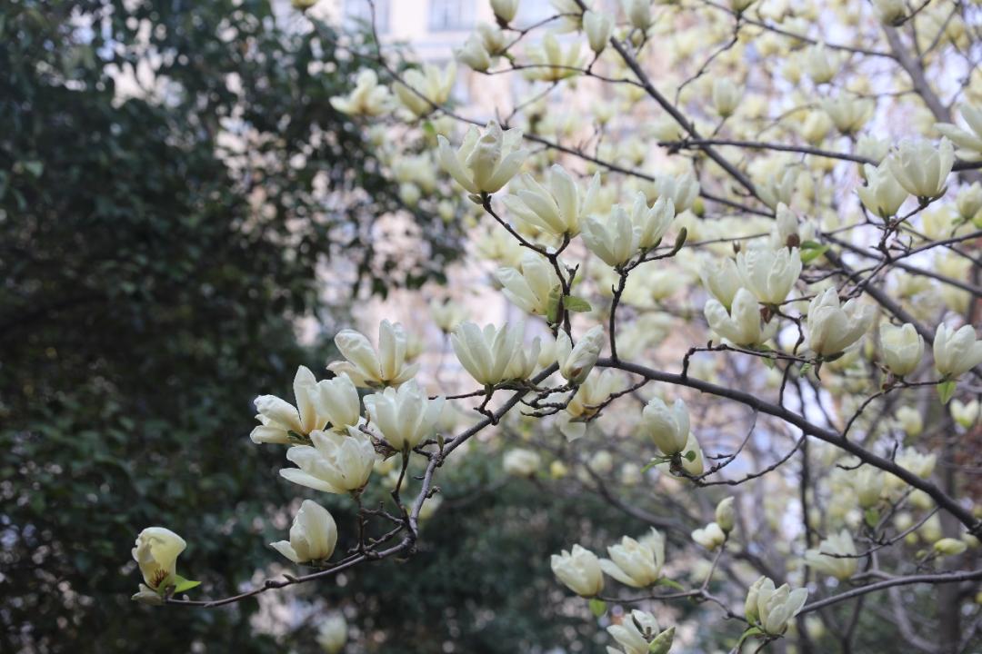 鐩哥害鍐滃ぇ,鐩歌仛浜戠鐩哥害鍐滃ぇ