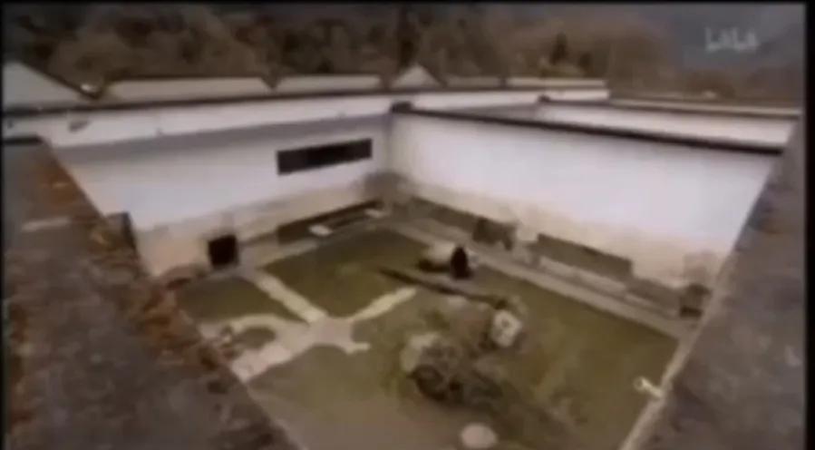 熊猫界几大家族,熊猫的种类有多少种