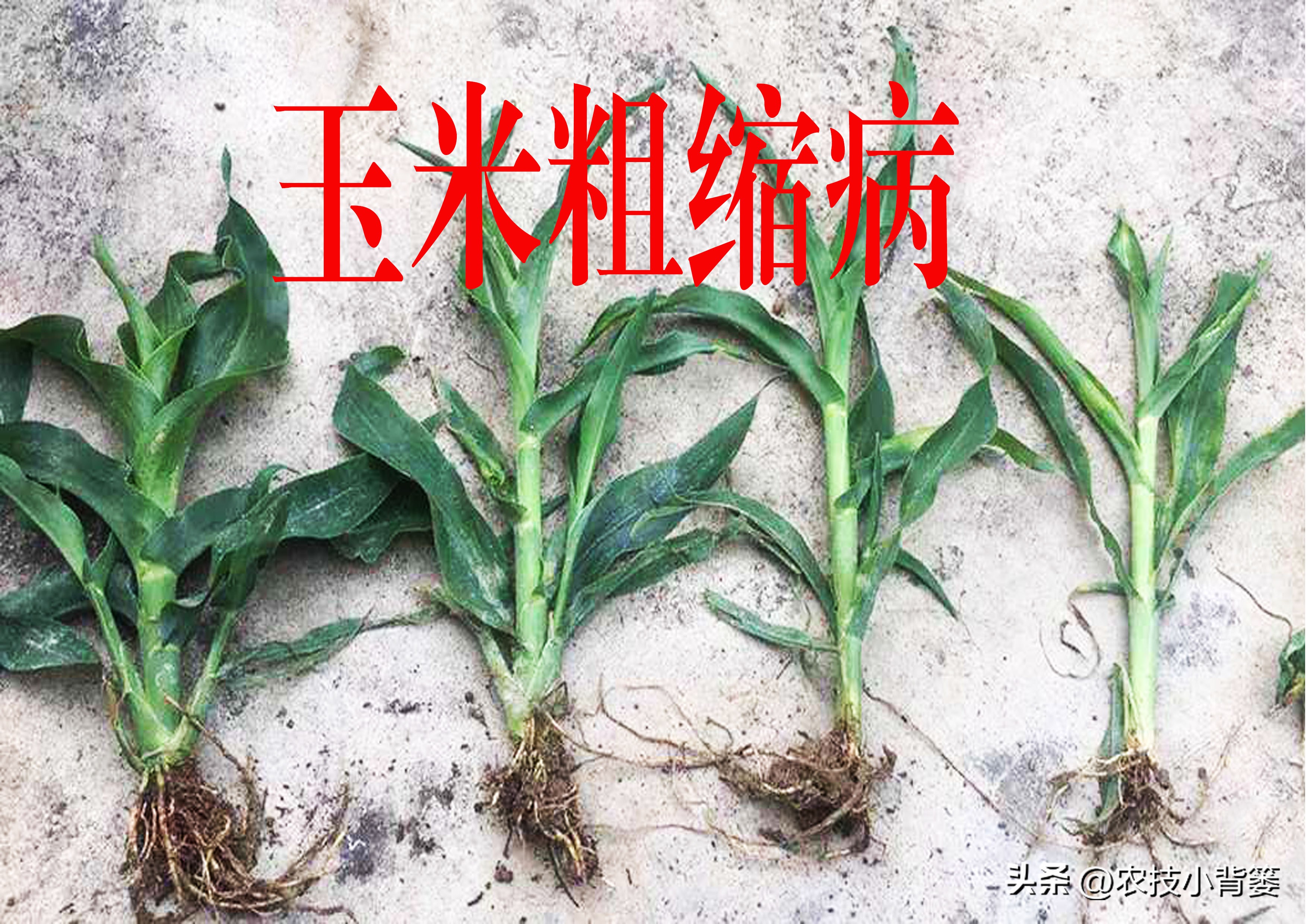 粗缩病玉米叶鞘症状图片,玉米粗缩病什么时间防控最合适