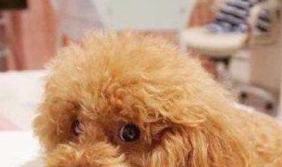 如何清理泰迪幼犬排泄腺,如何给泰迪狗清理肛腺