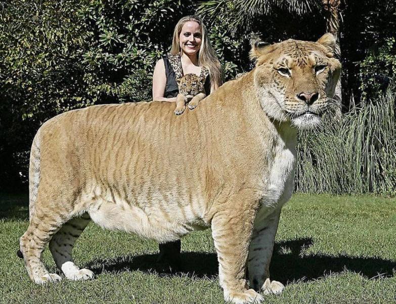 人类真的能杂交吗,人类动物能混血吗