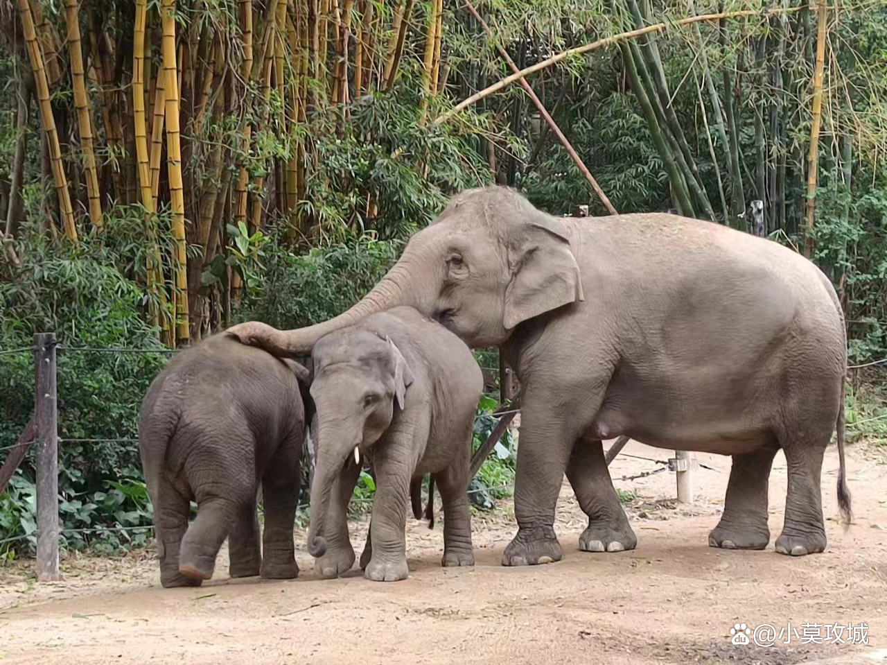 香江野生动物园和长隆野生动物园,深圳野生动物园和长隆野生动物园