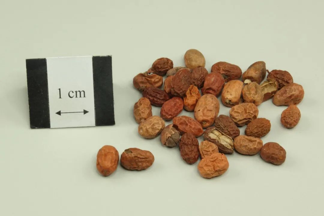 姜类香辛料都包含哪些种,12种必须了解的香料作用和用量