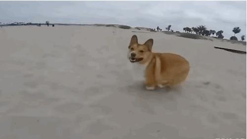 狗狗做了“绝育”后，身体会发生什么变化？