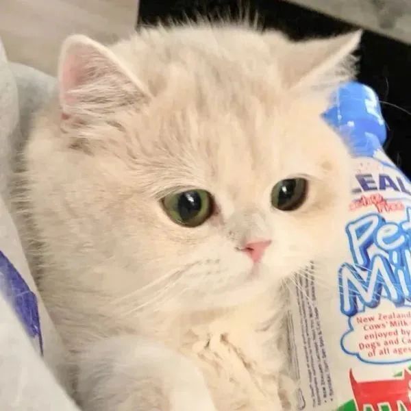 抖音男生动漫头像,抖音动漫情侣头像