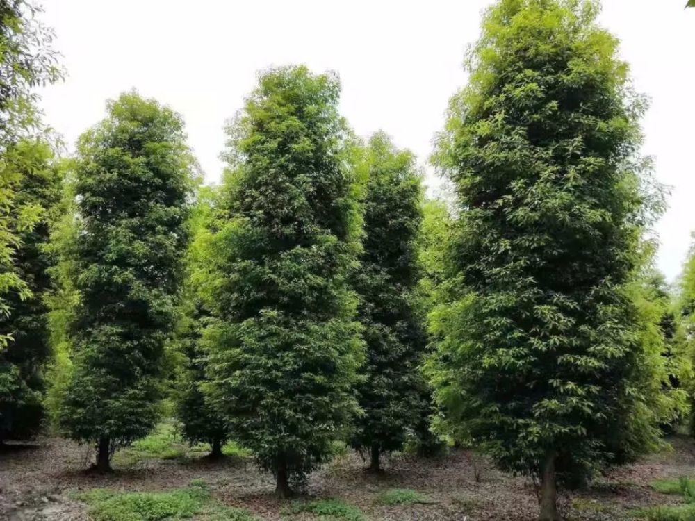 一棵金丝楠木值多少万,金丝楠木一棵十几亿