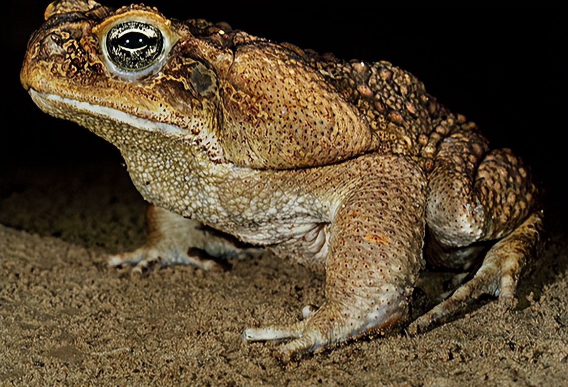 养殖中华大蟾蜍需要什么手续,蟾蜍的人工养殖成功了吗