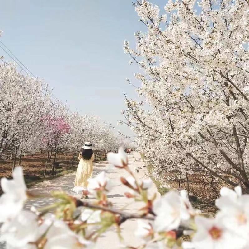 鄢陵模式,2023年鄢陵的发展