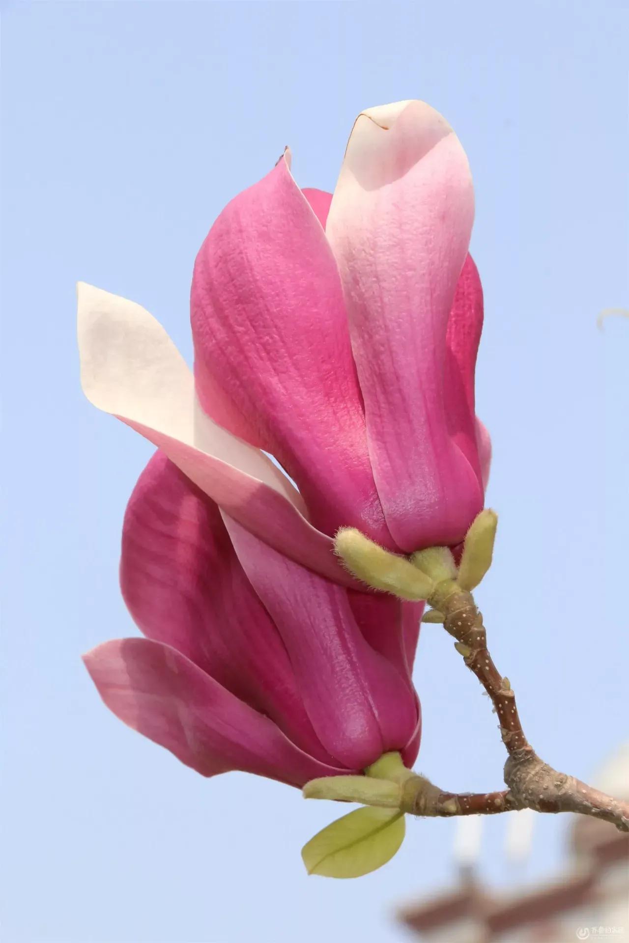 春天风景诗原创,与春天约会的诗歌原创