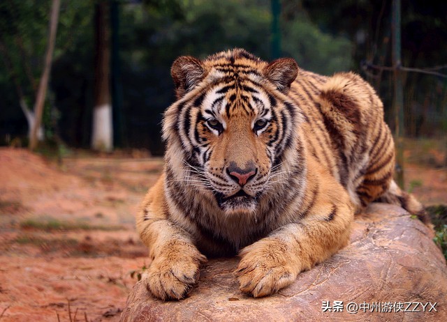 洛阳哪些是河南第一,洛阳的绿化全省第一