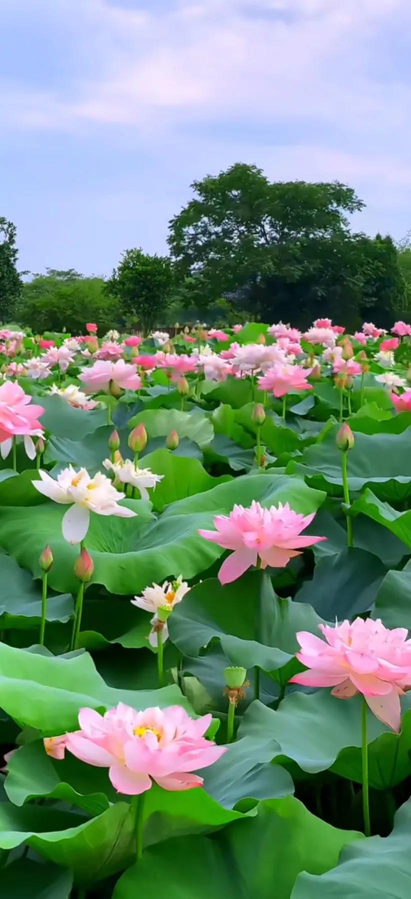 夏的季节荷花图片,三夏荷花图片