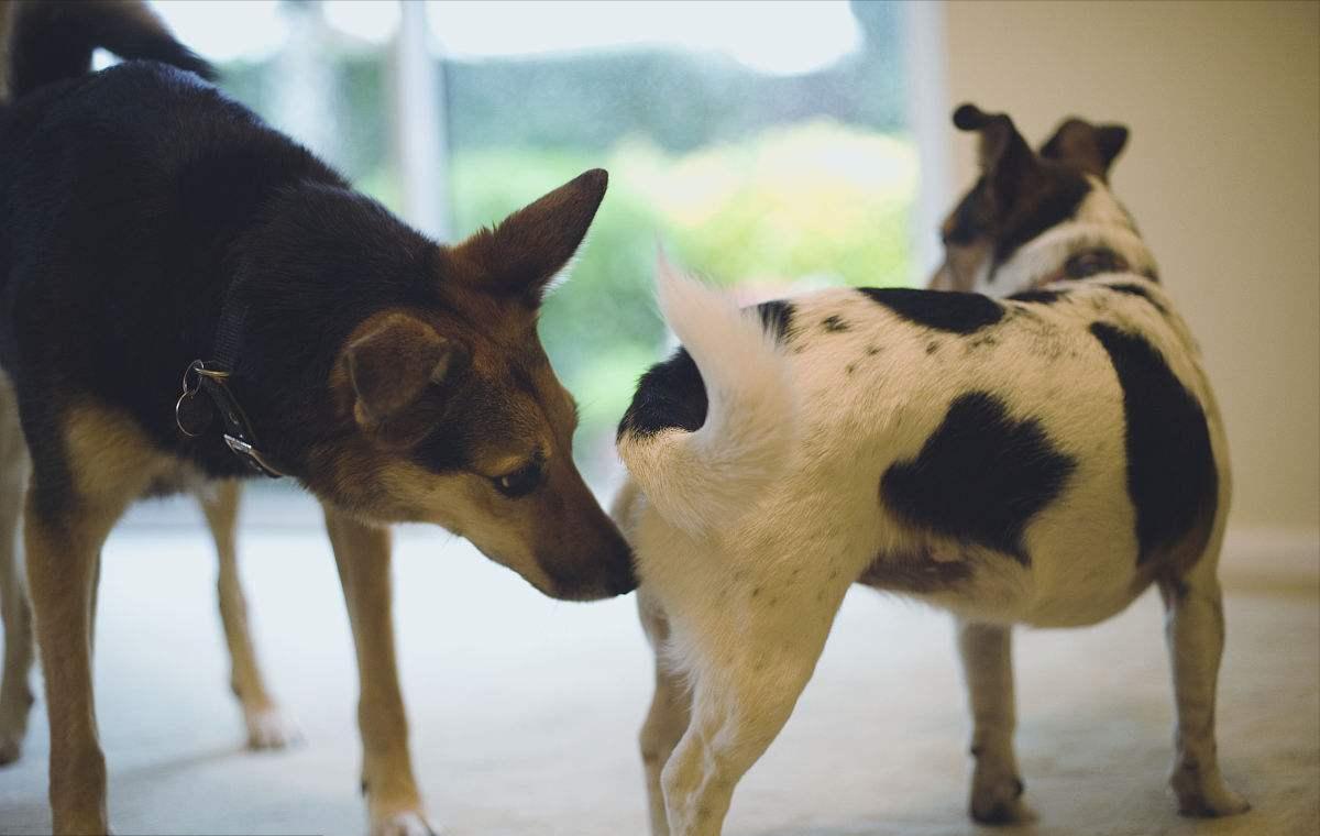 动物在交配前，为啥会先闻对方的屁股，小小肛门释放了多少信息？