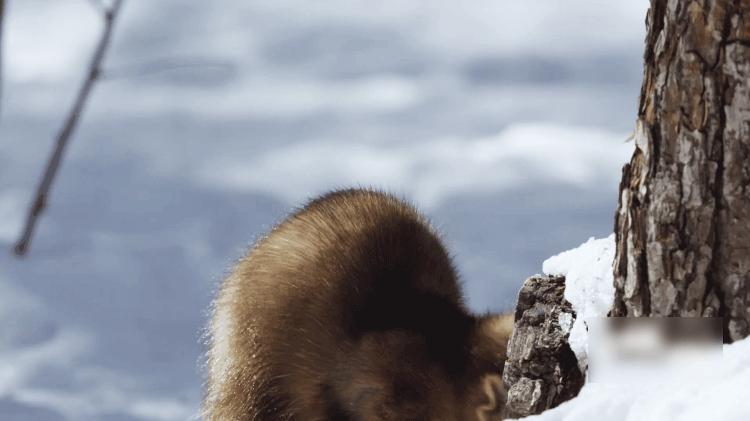 中国人冒死拍的纪录片,一群中国人冒死拍摄