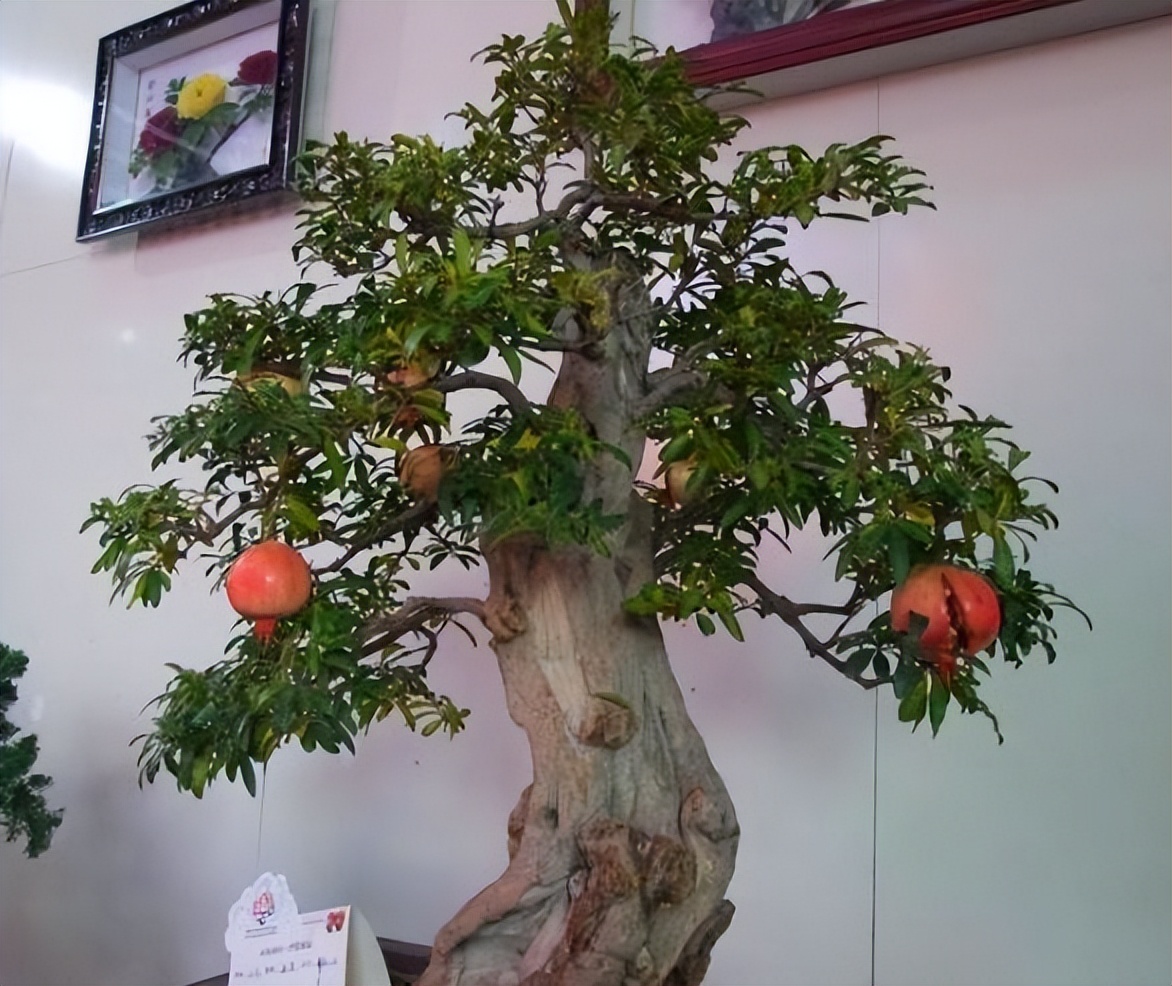 吃剩的果核先别扔可以养成小盆栽,果核怎么变成盆栽