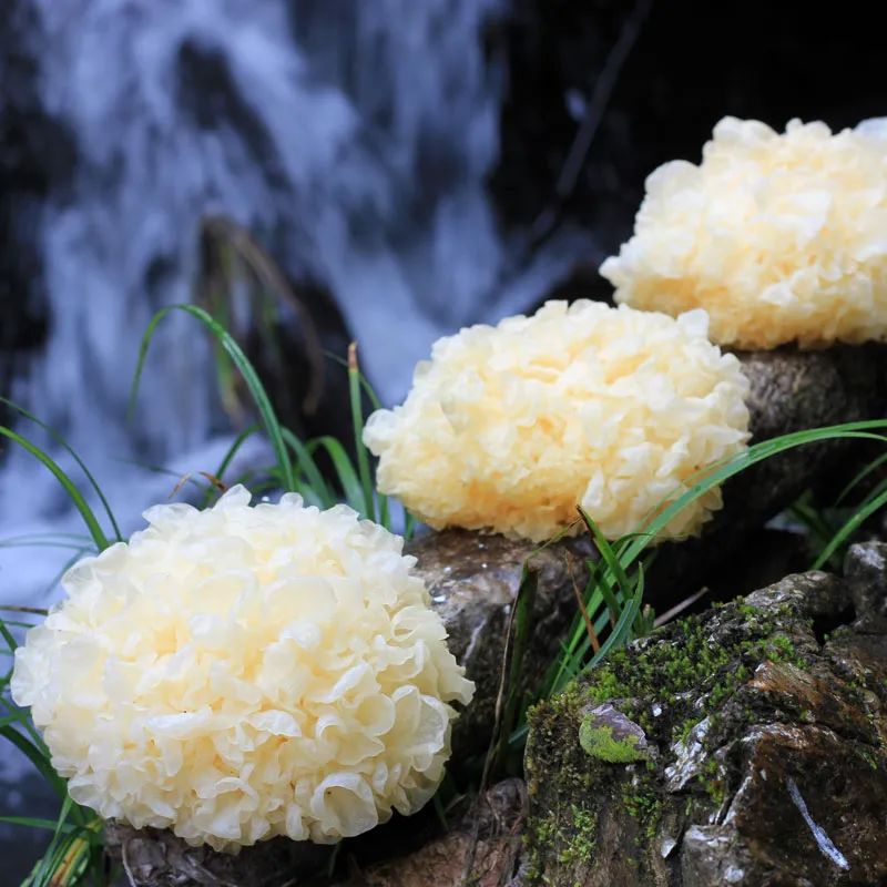 银耳养生知识,滋阴补气银耳