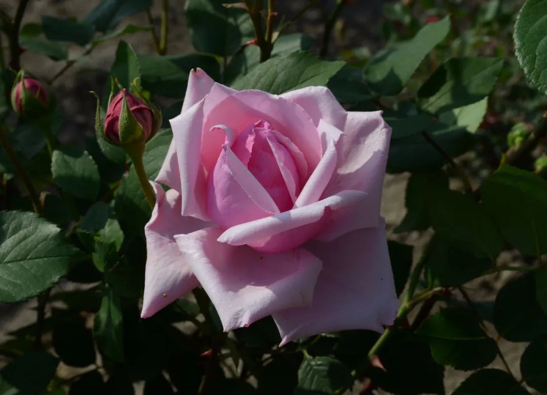 为了送中国的这株花给皇后,当年拿破仑不惜与英国达成停战协议?