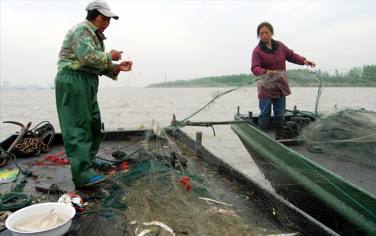 长江野生鲥鱼还有没有,现在长江鲥鱼怎么样了