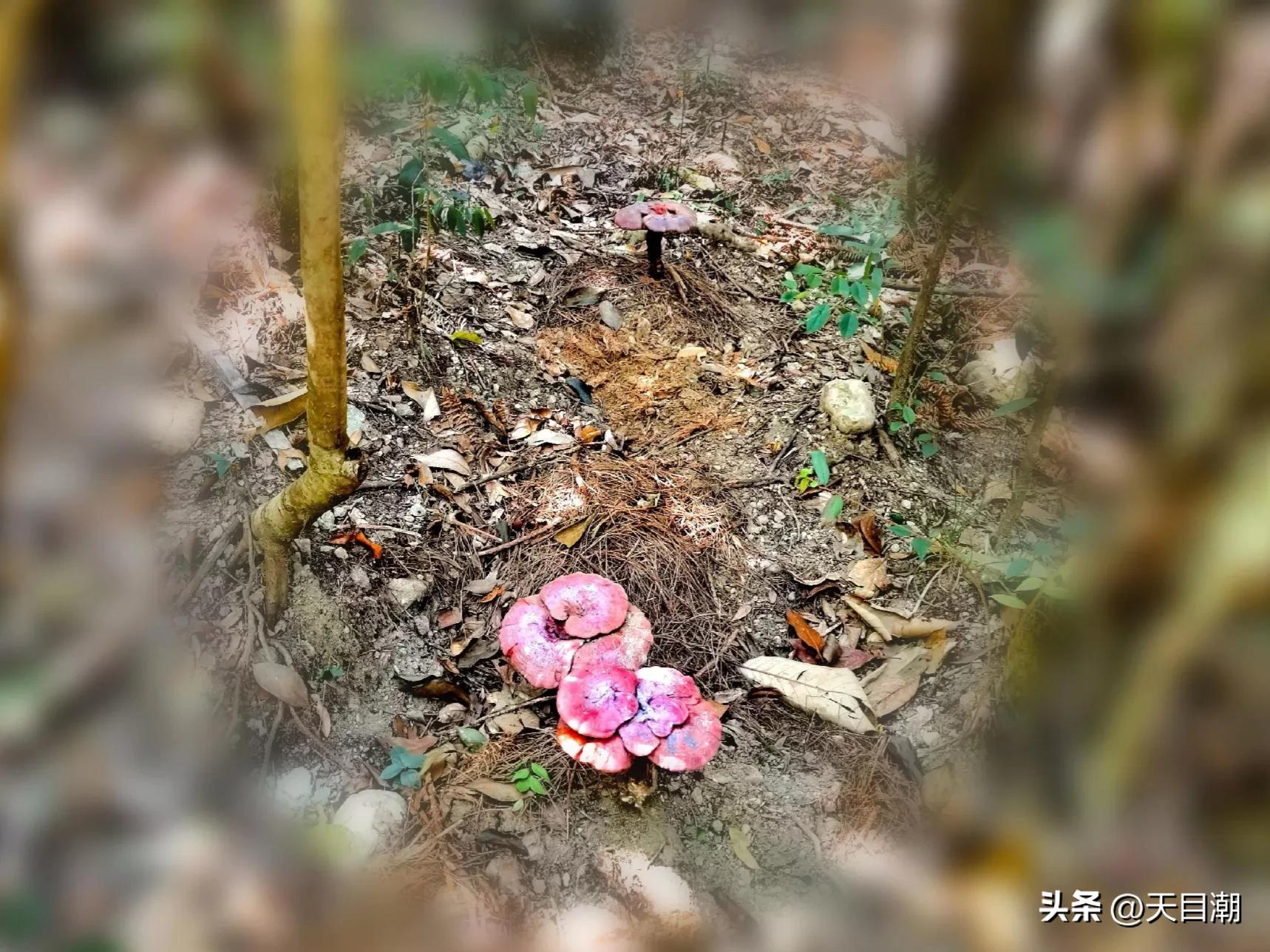 道是种植，却似野生一一项永年把灵芝栽种在百山祖国家公园野地里