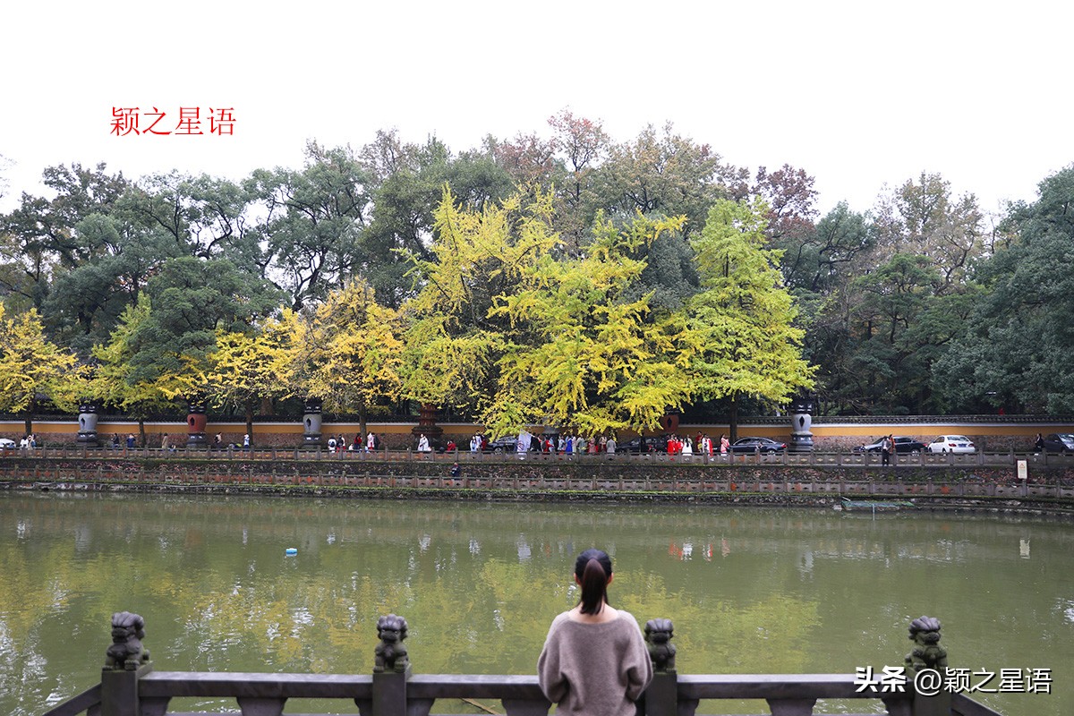 绝美千年银杏,中国最大的银杏景区