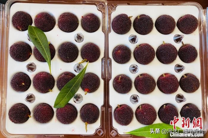 果农回应杨梅60元一颗出口迪拜,杨梅60元一颗出口迪拜版本