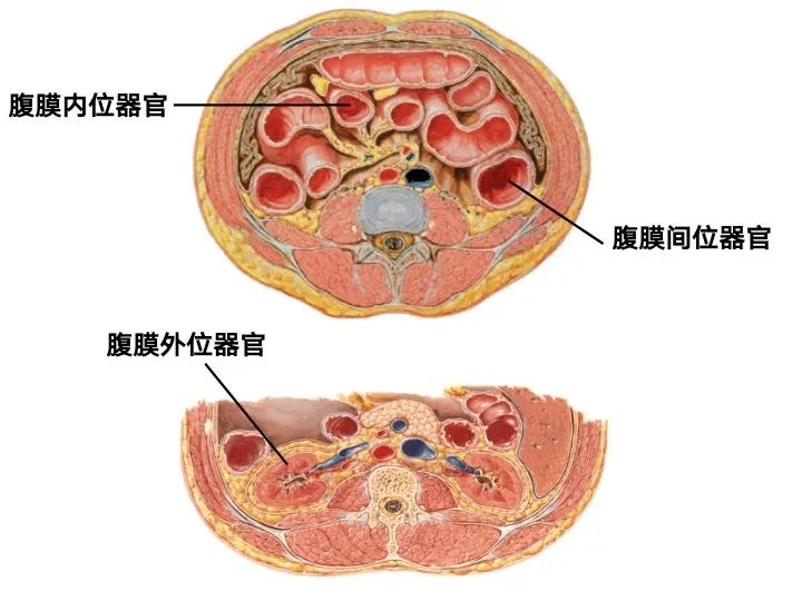 治疗腹膜癌的靶向药有哪些,腹膜癌特效药