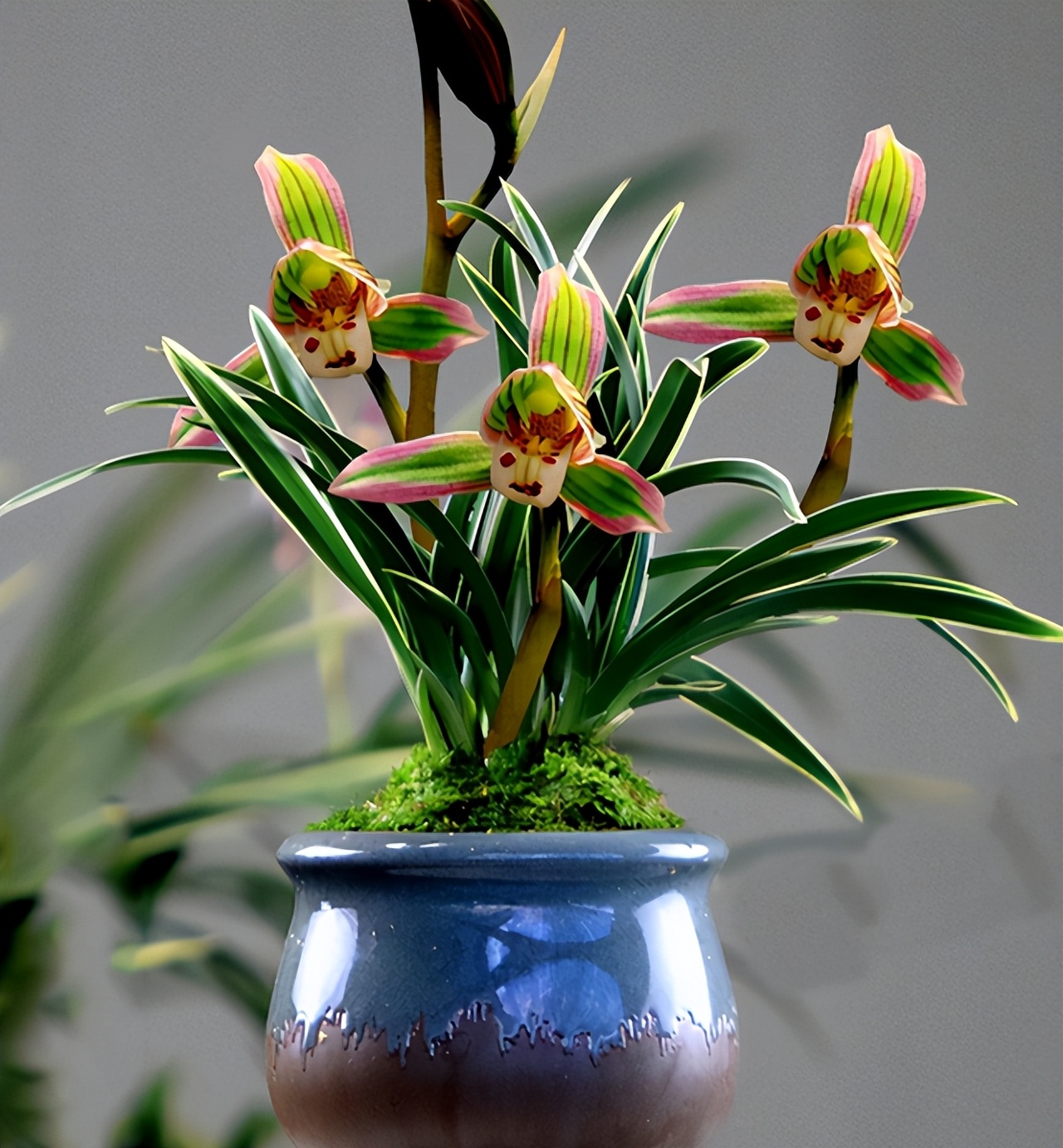 兰花界的扛把子花色神秘叶带金边,兰花叶子带双金边的是啥品种