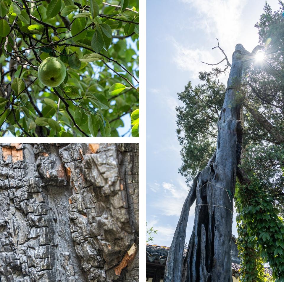 网师园|小中显大巧雅中见大全